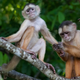 Illustration for article titled WOMAN RAISED BY MONKEYS